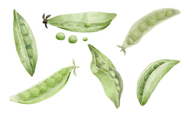 Green peas and pea pod watercolors paint.