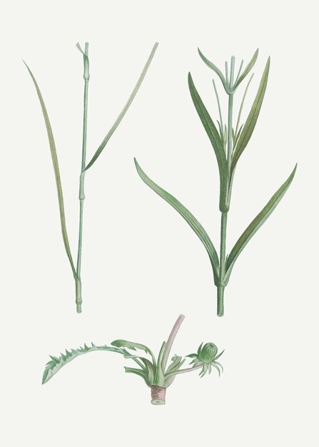 Green plant and flower stems