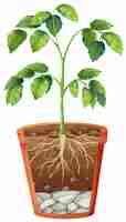 Free vector green plant in the pot on isolated