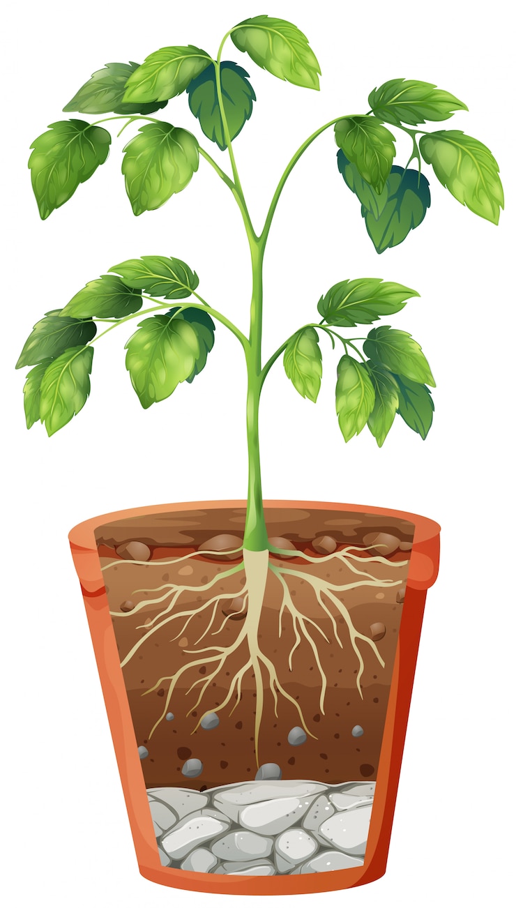 無料Vector 分離の鍋に緑の植物
