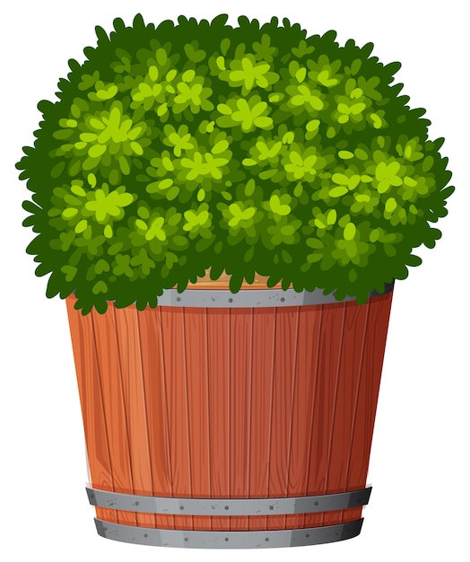 Free vector a green plant in pot