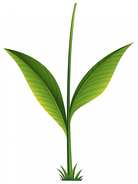 Free vector a green plant