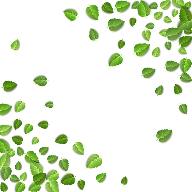 Vettore gratuito forma di cornice di foglie di tè verde isolata su sfondo bianco