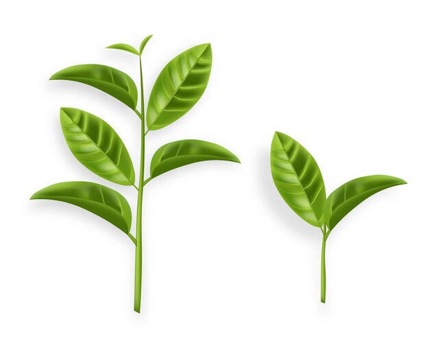 green tea leaves vector realistic isolated on whites illustration