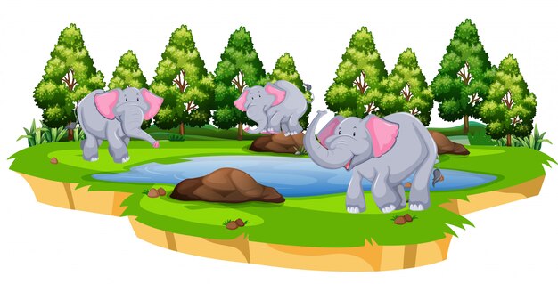 Группа слонов в природе