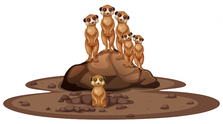 Free Vector group of meerkats smiling on the rock
