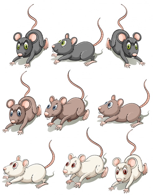 A group of mice – Vector Templates