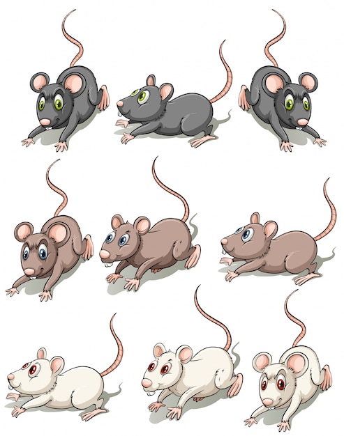 Группа мышей