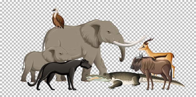 Group of wild african animal on transparent background