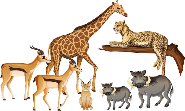 Group of wild african animal on white background