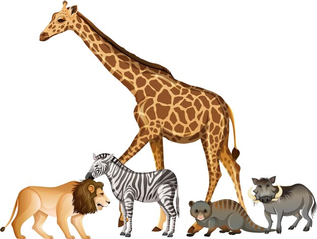 Group of wild african animal on white background