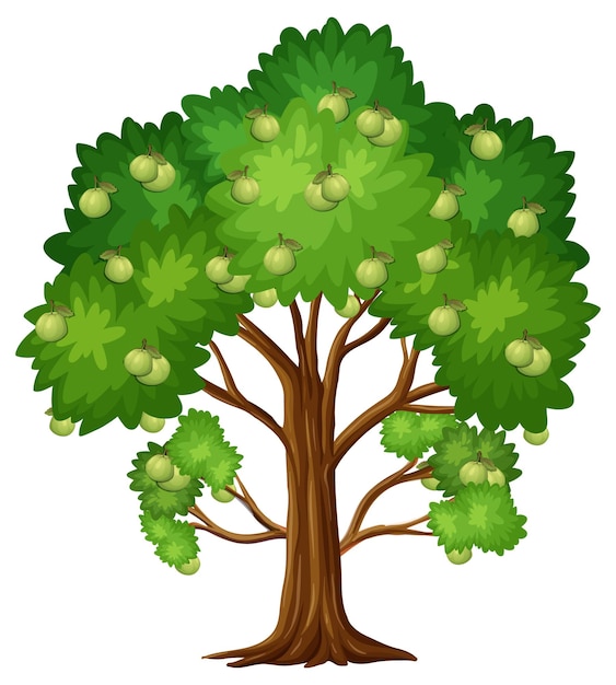 Бесплатное векторное изображение Фруктовое дерево гуавы, изолированные на белом фоне