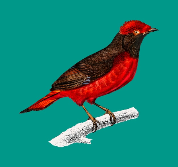 Бесплатное векторное изображение Гуйанская красная котинга