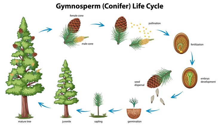 Free Vector gymnosperm life cycle illustration