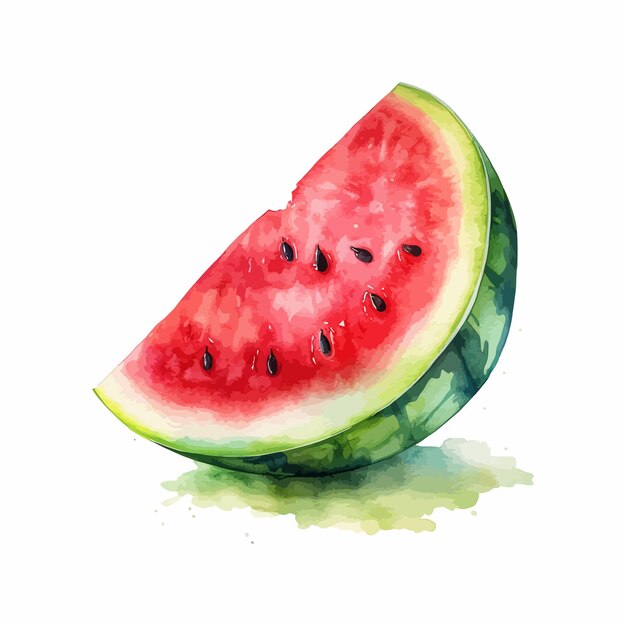 A half of fresh watermelon watercolor painting isolated