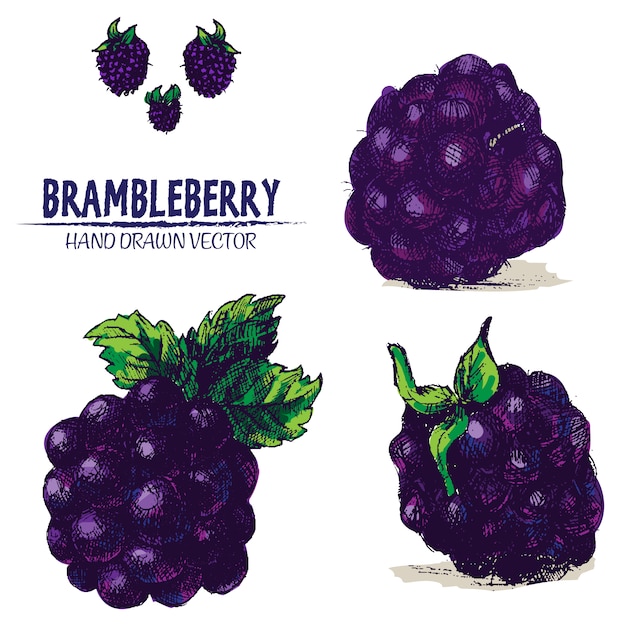 Hand draw brambleberry on white background