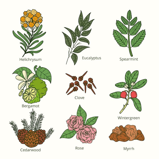 Hand draw essential oil herb collection