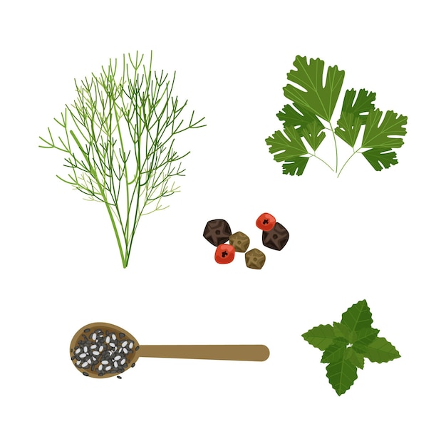 Hand draw essential oil herb collection