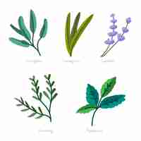 Free vector hand draw essential oil herb collection