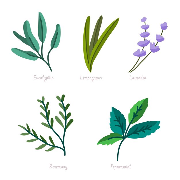 Hand draw essential oil herb collection