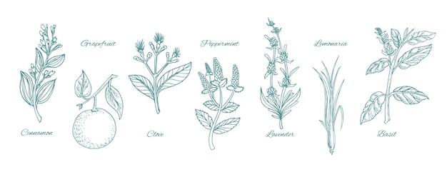 Free vector hand draw essential oil herb set