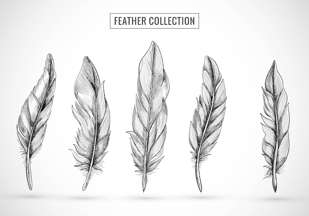 Hand draw feather sketch set design