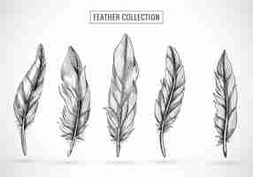 Free vector hand draw feather sketch set design