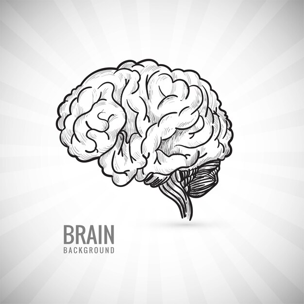 手描きの人間の脳のスケッチ
