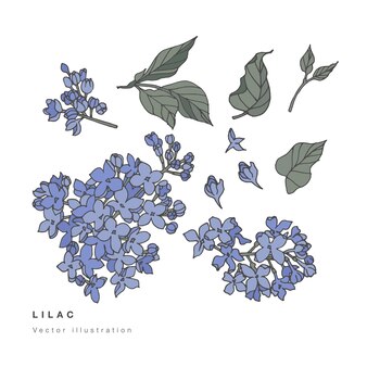 ライラックの花を描くイラスト プレミアムベクター ライラックの花を描くイラスト プレミアムベクター