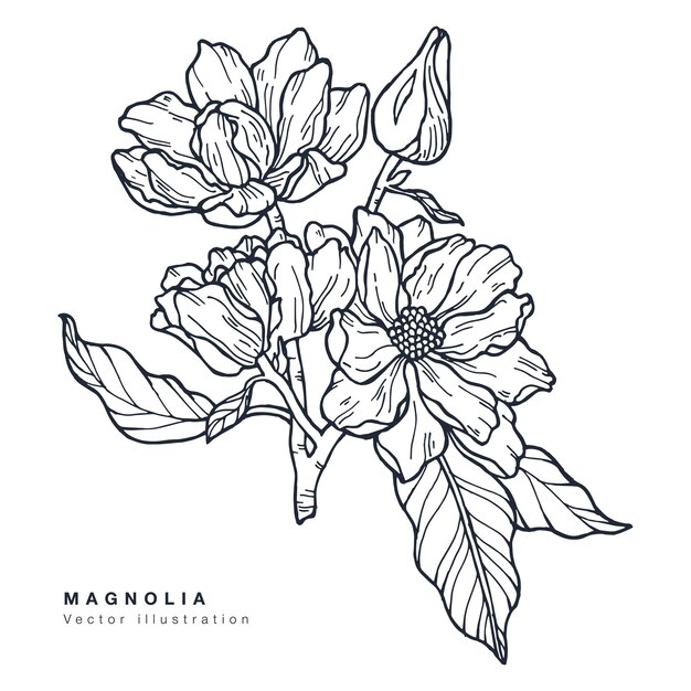 蓮の花のイラストを手描きします 睡蓮と白い背景の上の植物の花カード プレミアムベクター 蓮の花のイラストを手描きします 睡蓮と白い背景の上の植物の花カード プレミアムベクター