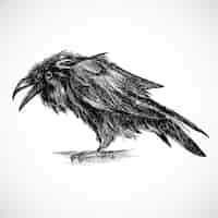 Free vector hand draw raven sketch design