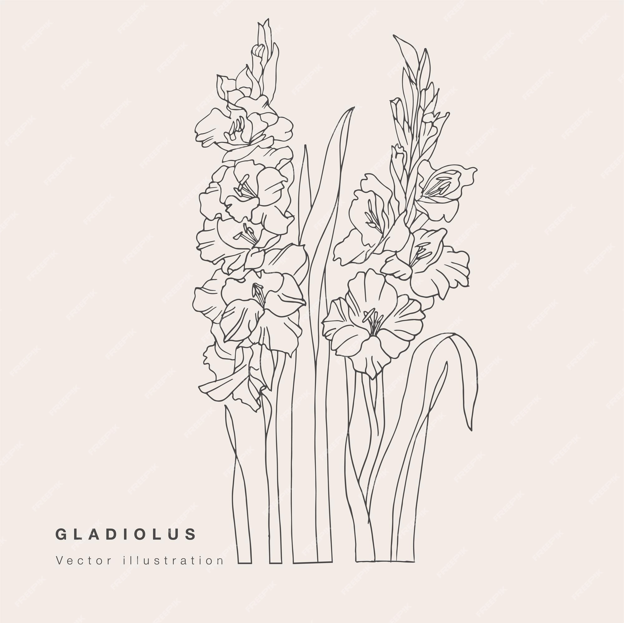 手描画ベクトルグラジオラス花イラスト白い背景の上の植物の花カード プレミアムベクター