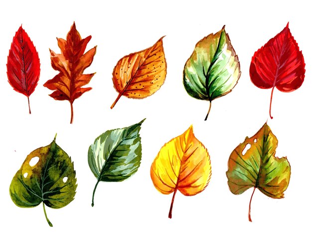 Hand draw watercolor colorful leaf set design