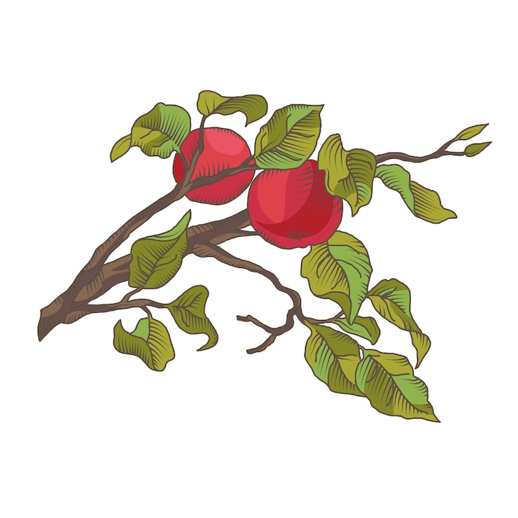 Free Vector hand drawing an apple branch with fruit. illustration isolated on the white