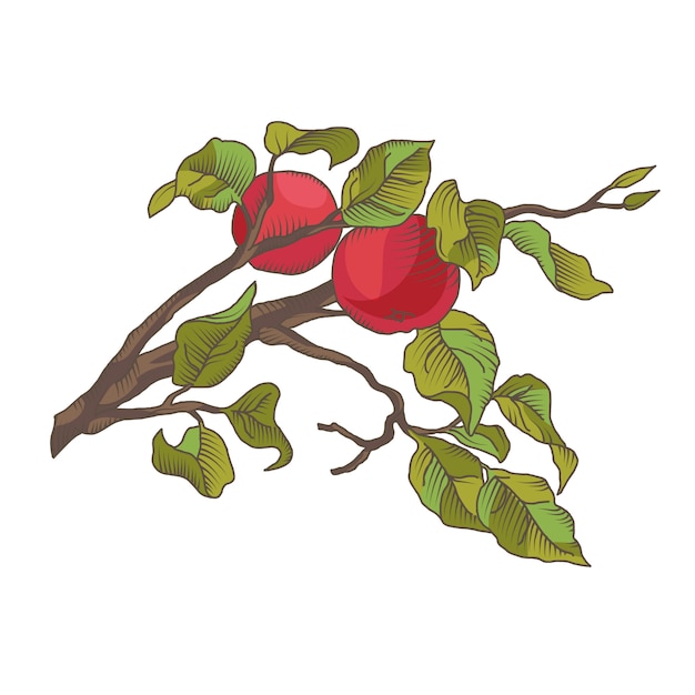 リンゴの枝を果実で描く手。イラスト、白、隔離されている