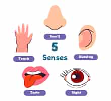 Free vector hand drawn 5 senses illustration