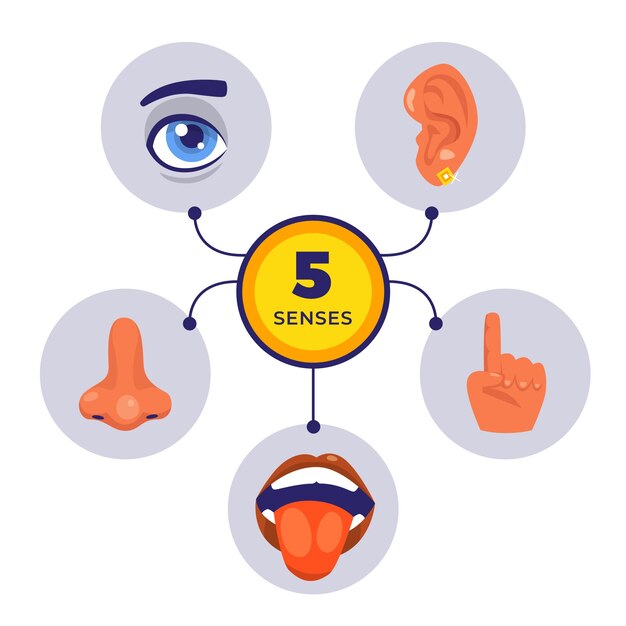 Hand drawn 5 senses illustration