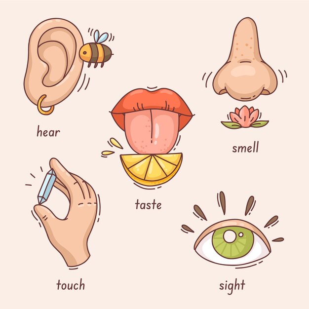 Hand drawn 5 senses illustration