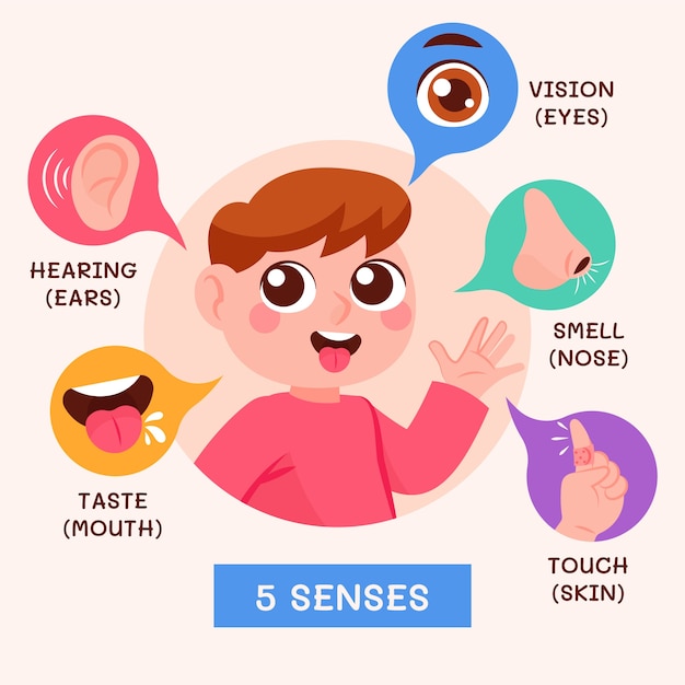 Free vector hand drawn 5 senses infographic