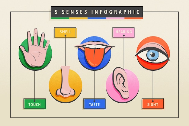 Vettore gratuito infografica a 5 sensi disegnata a mano