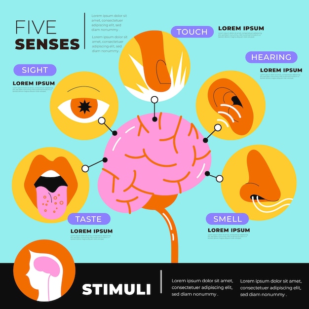 Infografica a 5 sensi disegnata a mano