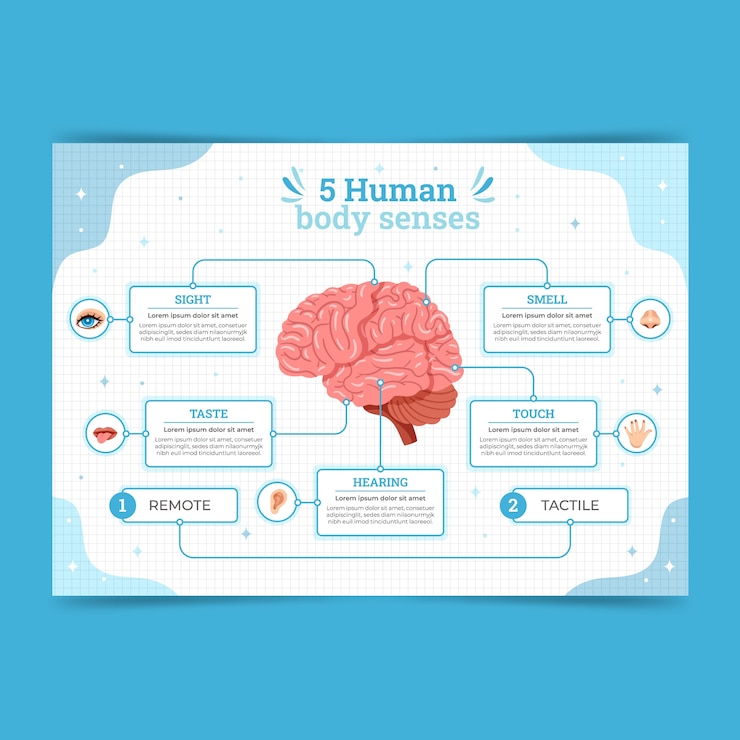 Free Vector hand drawn 5 senses infographic