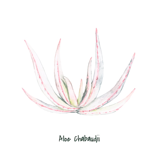 Free vector hand drawn aloe chabaudii plant