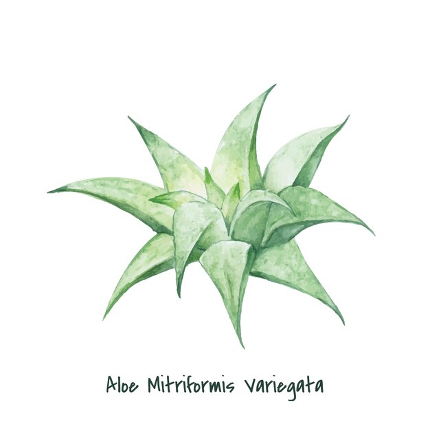 손으로 그린 알로에 mitriformis variegata