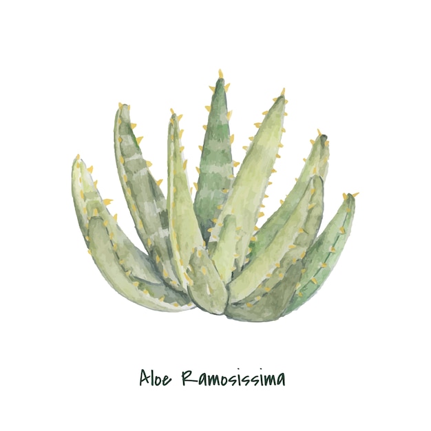 Free vector hand drawn aloidendron ramosissimum plant