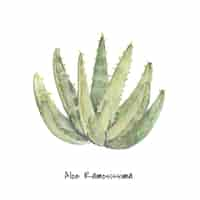 Free vector hand drawn aloidendron ramosissimum plant