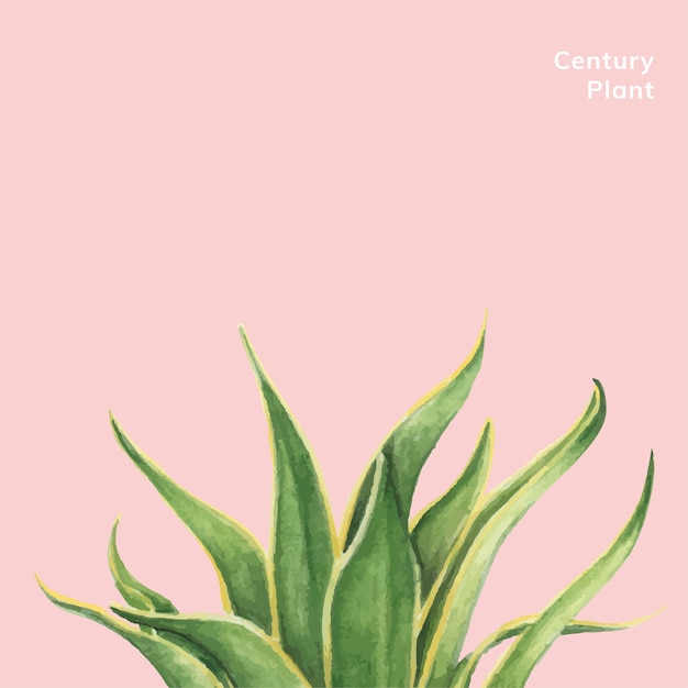 Hand drawn American aloe century plant