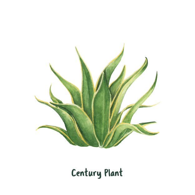 手描きのアメリカのアロエ世紀の植物