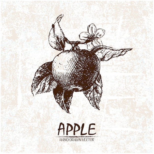 Hand drawn apple design