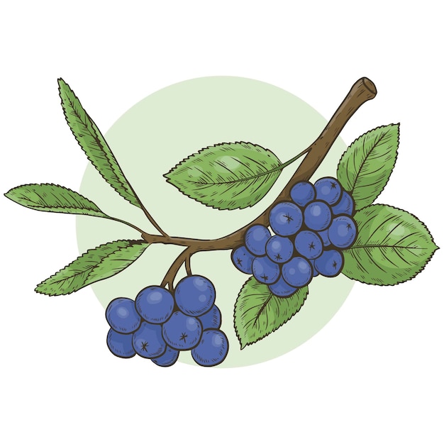 Vettore gratuito illustrazione di aronia disegnata a mano